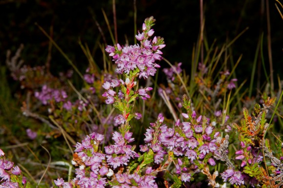 Beitilyng (Calluna vulgaris).