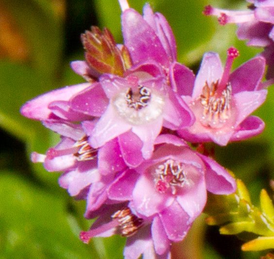 Beitilyng ─ Calluna vulgaris