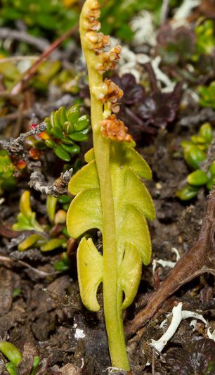 Naðurtunguætt – Ophioglossaceae