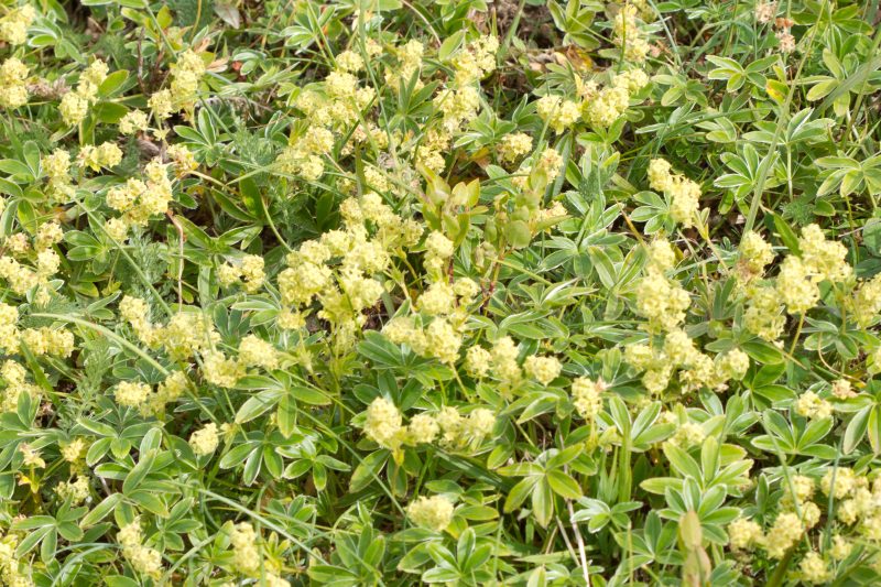 Döggblöðkur ─ Alchemilla