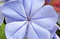 Krónublöð á blárunna (Plumbago capensis)