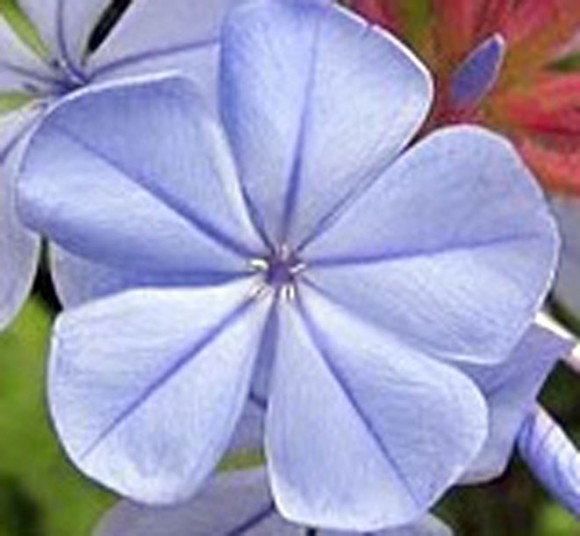 Krónublöð á blárunna (Plumbago capensis)