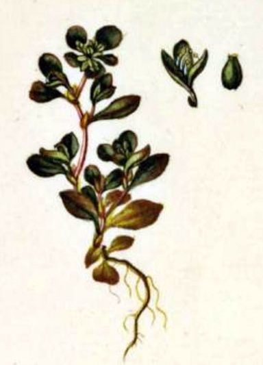 Naflagras – Koenigia islandica