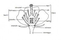 Myndin sýnir helztu hluta blóms. Teikn. ÁHB.