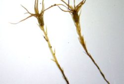 Þéttstæð, útstæð og löng efstu blöð ásamt dreifðum litlum blöðum neðar er gott einkenni á Leptobryum pyriforme. Ljósm. ÁHB