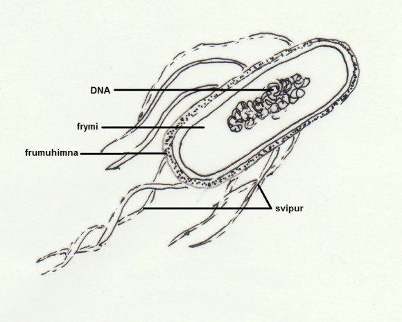 Escherichia coli er um 3 míkrómetrar á lengd. Teikn. ÁHB.