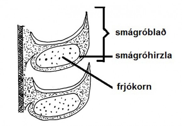 Langskorinn smágróhirzla í karlköngli. Teikn. ÁHB.