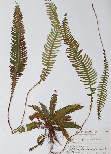 Skollakambur – Blechnum spicant