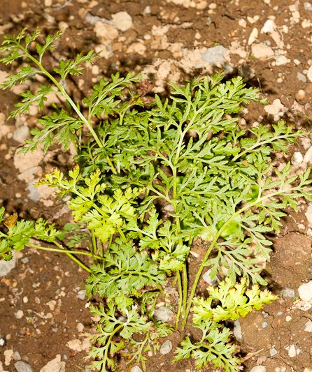 Hlíðaburkni – Cryptogramma crispa