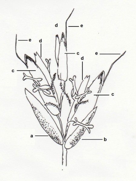 5. mynd. Smáax með þrjú blóm. a: efri axögn, b: neðri axögn, c: neðri blómögn, d: efri blómögn, e: títa. Teikn. ÁHB.