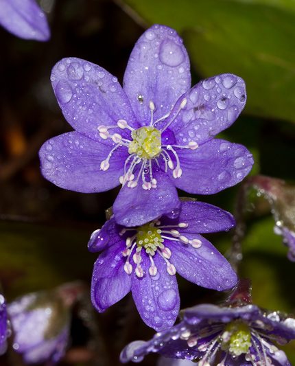 Blámi ─ Hepatica