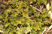 Hylocomium splendens, tildurmosi, með algengari mosategundum. Ljósm. ÁHB.