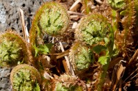 Stóriburkni (Dryopteris filix-mas) teygir sig upp úr moldinni. Ljósm. ÁHB.