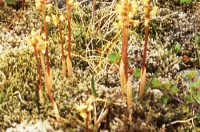 Kræklurót (Corallorhiza trifida) er nær alveg laufgrænulaus. Á rótum lifir sveppur, sem sér plöntunni fyrir nægum lífrænum efnum; eitthvað kann hún þó að framleiða sjálf. Ljósm. ÁHB.