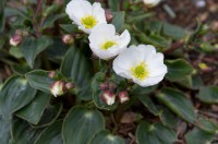 Kalksóley (Ranunculus parnassifolius) er ættuð sunnan úr Alpafjöllum og Pyreneafjöllum. Sómir sér vel í steinhæðum. Ljósm. ÁHB.