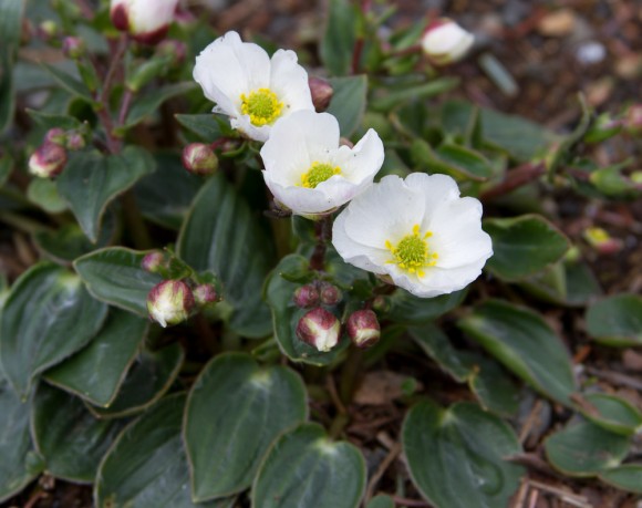 Kalksóley (Ranunculus parnassifolius) er ættuð sunnan úr Alpafjöllum og Pyreneafjöllum. Sómir sér vel í steinhæðum. Ljósm. ÁHB.