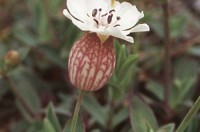 Holurt (Silene uniflora) ber mörg nöfn, fálkapungur, geldingagras, galtarpungur, pokagras og fálkapungur, svo að nokkur séu nefnd. Í belgvíðum bikarnum eru oft flugur. Ljósm. ÁHB.