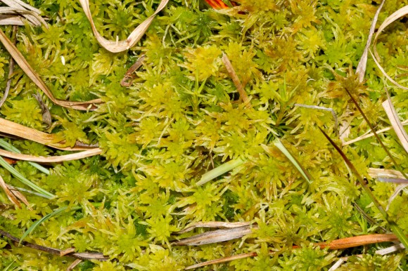 Sphagnum flexuosum (bylgjuburi) er yfirleitt miðlungsstór, ljósgulur eða grænn. Ljósm. ÁHB.