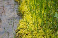 Calliergonella cuspidata á lækjarbakka í Svartagilshvammi í Haukadal í Biskupstungum. Ljósm. ÁHB.