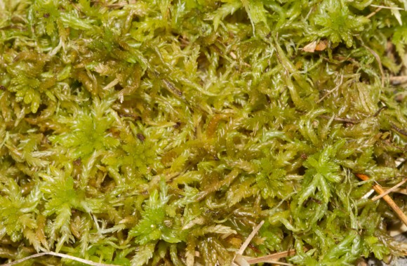 Sphagnum papillosum. Ljósm. ÁHB.