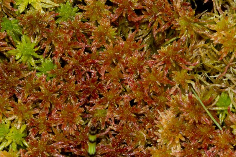 Endurbættur greiningarlykill að Sphagnum-tegundum