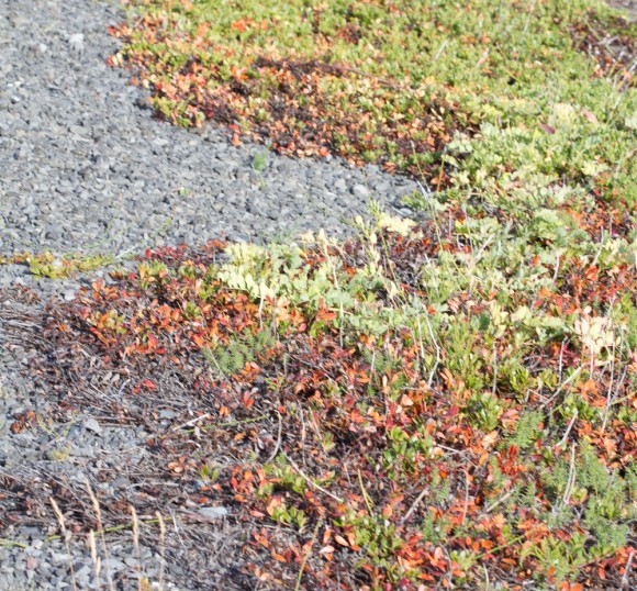 Það virðist augljóst, að þessi planta hafi verið úðuð. Ljósm. ÁHB