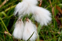 Klófífa (Eriophorum angustifolium) er ein af algengustu plöntum landsins og hefði sómt sér vel sem þjóðarblóm. Ljósm. ÁHB