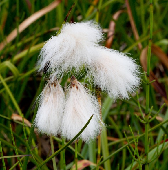 Klófífa (Eriophorum angustifolium) er ein af algengustu plöntum landsins og hefði sómt sér vel sem þjóðarblóm. Ljósm. ÁHB