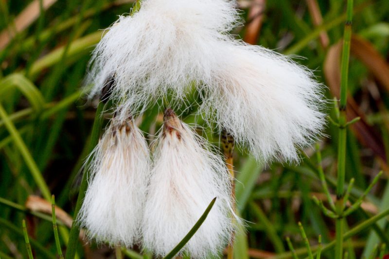 Hálfgrasaætt – Cyperaceae