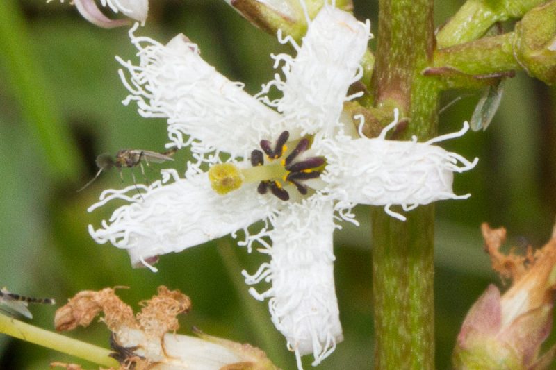 Horblaðka – Menyanthes trifoliata L. –