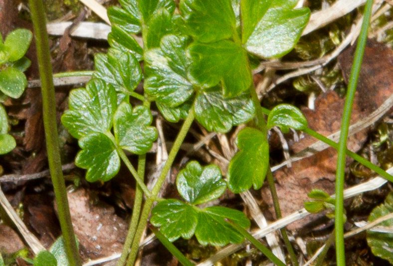 Brjóstagrös – Thalictrum