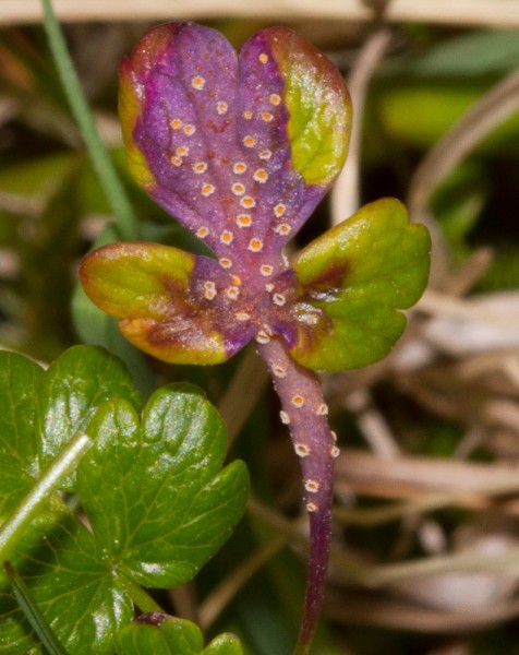 Ryðsveppurinn Puccinia septentrionalis sníkir á stilk og blöðum. Gulu blettirnir eru gróhirzlur. Ljósm. ÁHB.