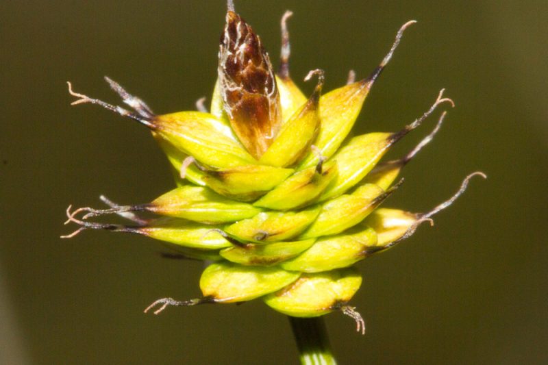Starir – Carex