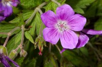 Blágresi (Geranium sylvaticum) verður stórvaxnast á friðuðu landi í kjarr- og blómlendi. Ljósm. ÁHB.