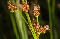 Vallhæra (Luzula multiflora) er með móleita og himnukennda blómhlíf. Ljósm. ÁHB.