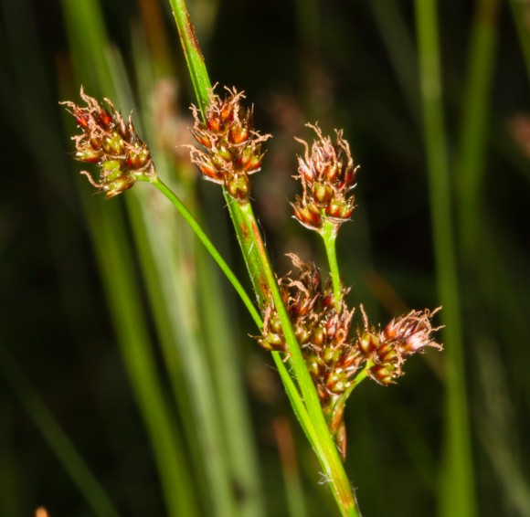 Vallhæra (Luzula multiflora) er með móleita og himnukennda blómhlíf. Ljósm. ÁHB.