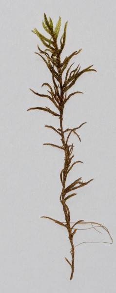 Pleurozium schreberi (hrísmosi) er algengur víða þar sem birki vex. Ljósm. ÁHB.