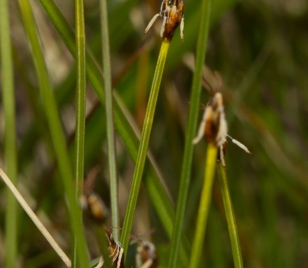 Mýrafinnungur – Trichophorum cespitosum (L.) Hartm.