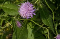 Rauðkollur (Knautia arvensis) er sjaldgæfur slæðingur innan stúfuættar. Ljósm. ÁHB.