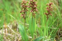 Barnarót (Coeloglossum viride). Ljósm. ÁHB.