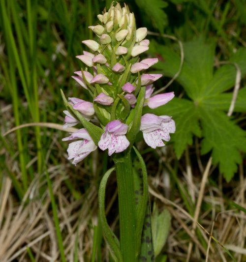 Brönugrös – Dachtylorhiza