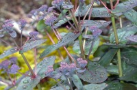 Völvuhnoðri (Hylotelephium maximum, syn. Sedum maximum, S. telephium ssp. maximum) er ræktaður hér nokkuð víða í görðum og hefur aðeins einu sinni fundizt sem slæðingur. Ljósm. ÁHB.