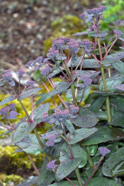 Völvuhnoðri (Hylotelephium maximum, syn. Sedum maximum, S. telephium ssp. maximum) er ræktaður hér nokkuð víða í görðum og hefur aðeins einu sinni fundizt sem slæðingur. Ljósm. ÁHB.