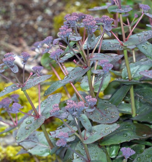 Hellhnoðraætt – Crassulaceae