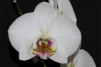 Phalaenopsis (munnagrös) er ættkvísl innan brönugrasaættar með um 60 tegundir. Að auki hafa verið framleidd ótal yrki og kynblendingar, sem hafa reynzt frekar auðveld í ræktun. Ættkvíslin hefur því notið vinsælda og náð mikilli útbreiðslu meðal áhugamanna hin síðari ár.