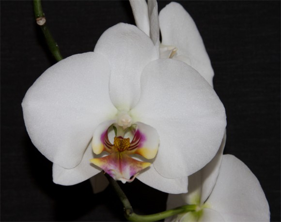 Phalaenopsis (munnagrös) er ættkvísl innan brönugrasaættar með um 60 tegundir. Að auki hafa verið framleidd ótal yrki og kynblendingar, sem hafa reynzt frekar auðveld í ræktun. Ættkvíslin hefur því notið vinsælda og náð mikilli útbreiðslu meðal áhugamanna hin síðari ár.