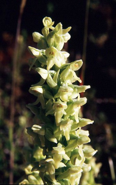 platanthera