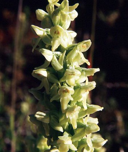 Friggjargrös – Platanthera