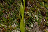 Hjónagras (Pseuorchis albida). Ljósm. ÁHB.