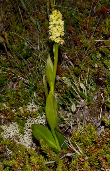 Hjónagras (Pseuorchis albida). Ljósm. ÁHB.